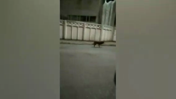 В Ташкенте пристрелили заблудившегося волка (видео) 