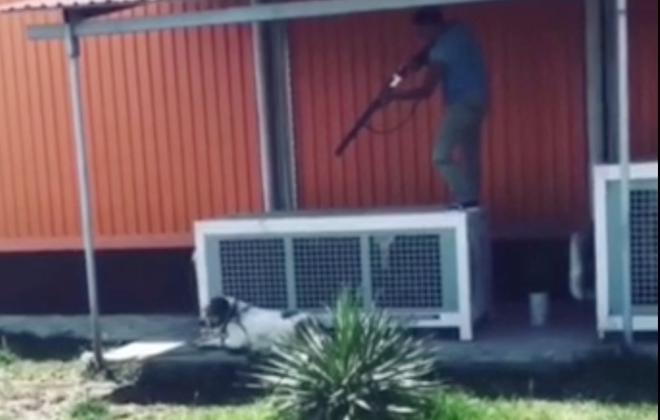 ГУВД накажет мужчину, который застрелил свою собаку и выложил видео в Instagram