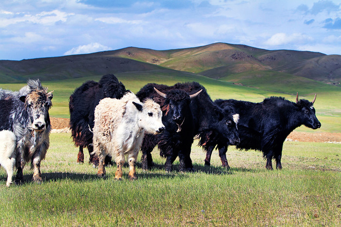Монголия увеличит поставки мяса в Узбекистан