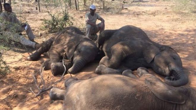 Международное сообщество запретило экспорт африканских слонов и их продажу в цирки и зоопарки