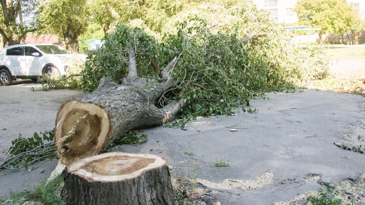 Экопартия просит правительство о временном моратории на вырубку деревьев