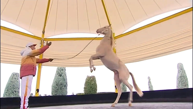 Президент Туркмении выступил в цирке