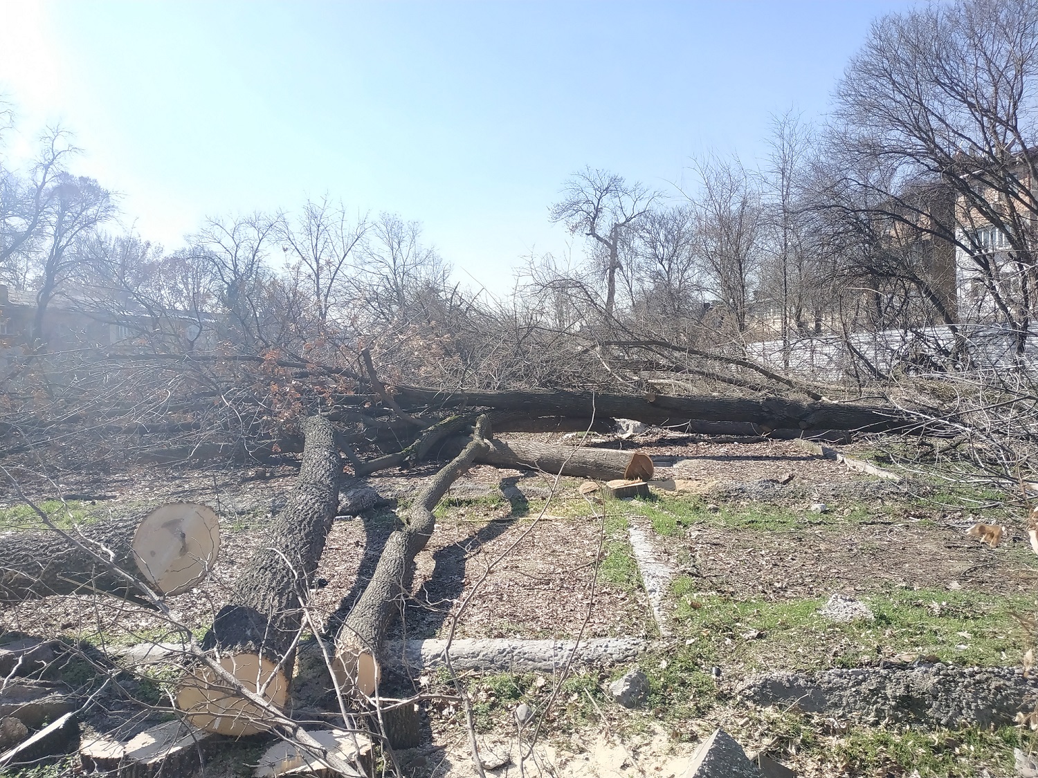B центре Ташкента произошла массовая вырубка деревьев 