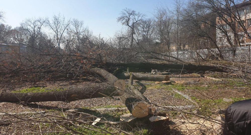 Госкомэкологии предложило ужесточить наказание за незаконную вырубку деревьев