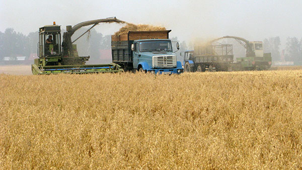 Узбекистан отменяет закупки и отпускает цены на зерно