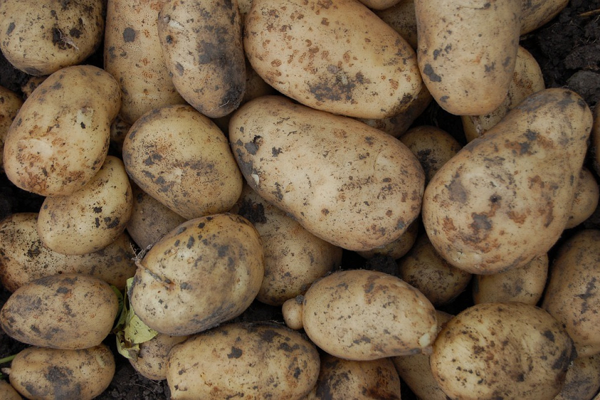 Замхокима Ташкента связал высокий спрос на картошку с паникой среди населения  