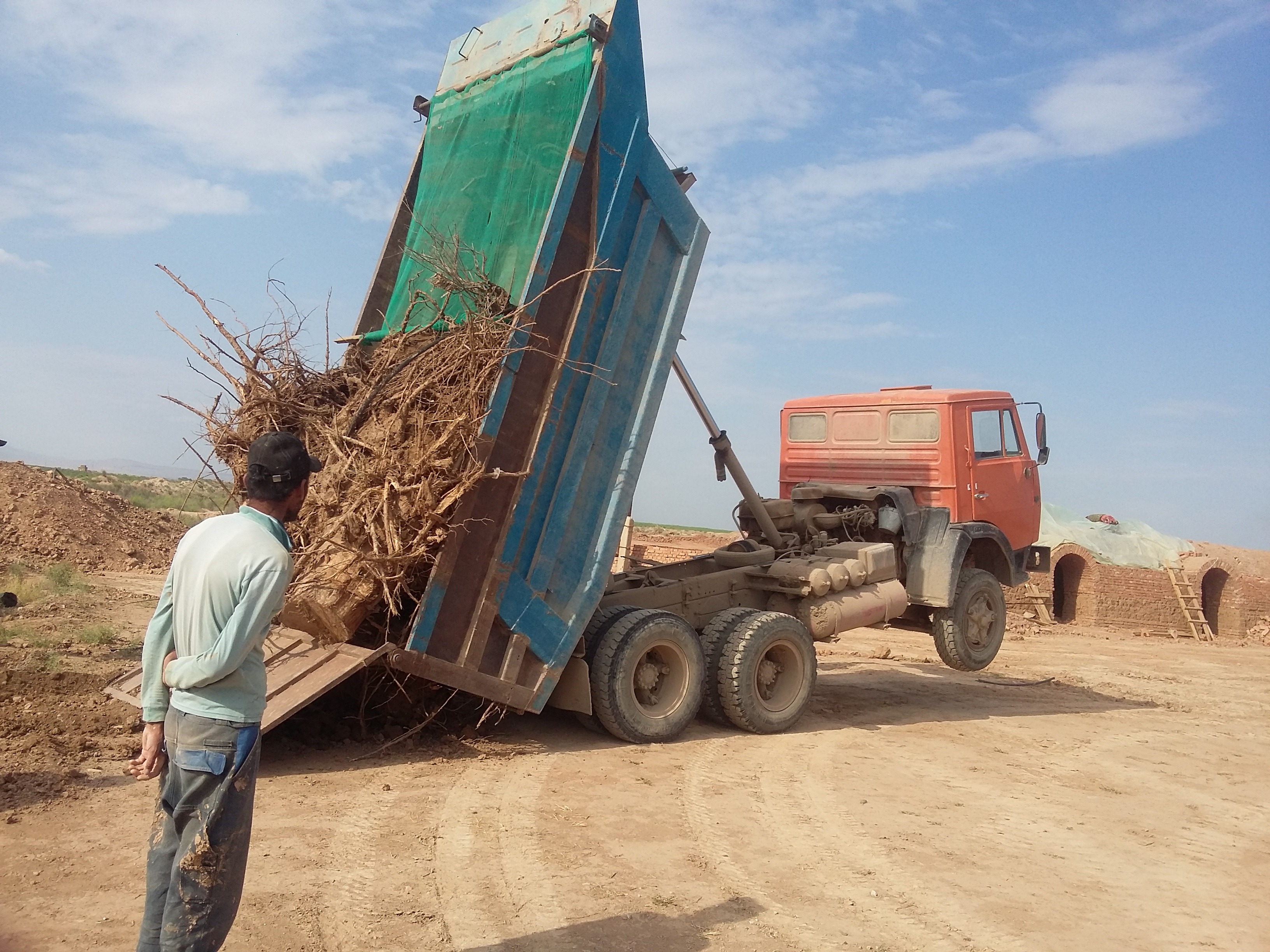 Житель Сурхандарьинской области вырубил десятки деревьев для строительства автосервиса