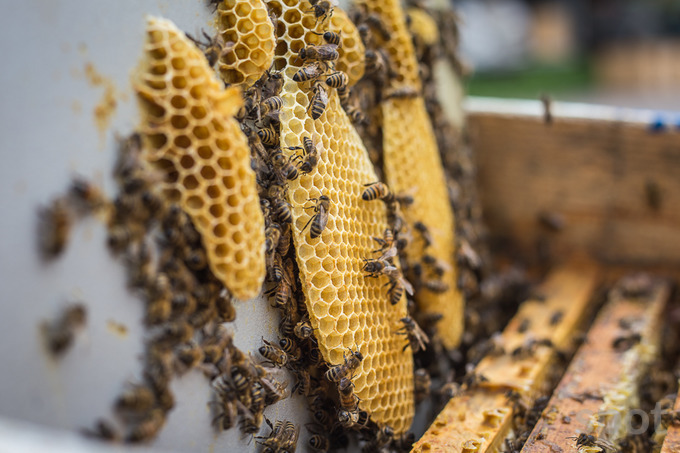 В Бухаре захотели победить бедность и раздали сотни пчел