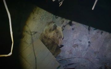УВД Ташобласти прокомментировало слухи об убийстве, гуляющего в Ангрене медведя 