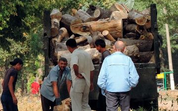 В Яккасарайском районе строительная компания вырубила деревья, нанеся ущерб в сотни миллионов сумов 