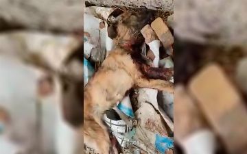 В Фергане сотрудники отлова животных пытались задушить собаку удавкой и проткнули ей шею