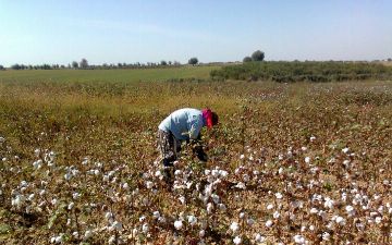 Узбекистан отказался от детского и принудительного труда