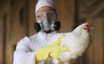 В России впервые в мире человек заразился птичьим гриппом H5N8