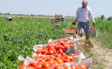 Россия обеспечила узбекских фермеров бесплатным оборудованием для адаптации к изменениям климата