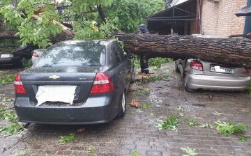 Водителей попросили не парковаться под деревьями 