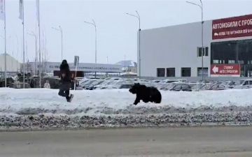 В Нижневартовске автобус сбил медведя и спас жизнь человеку - видео