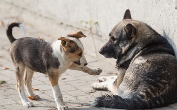 В Чирчике жестоко избили бездомных собак арматурой 