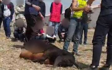 В Ургенче провели нелегальный собачий бой между двумя питбулями