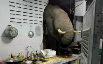 В поисках вкусностей: в Таиланде слон ворвался в жилой дом 