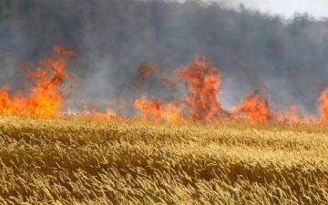 В Самарканде произошел крупный пожар: сгорело три гектара скошенного поля