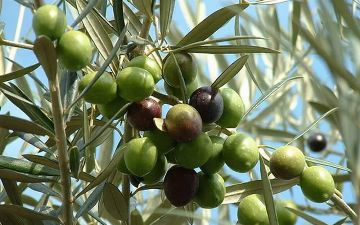 В Узбекистане планируют создать оливковые плантации 