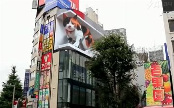 В Токио появится билборд с огромный мяукающим 3D котом - видео