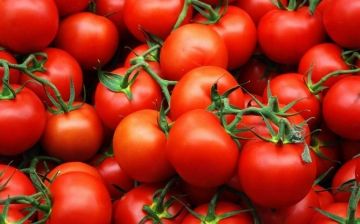 Россельхознадзор вводит временные ограничения на ввоз плодов томатов и перцев из Бухарской области