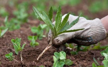 Узбекистан уделит внимание борьбе с вредителями и сорняками растений