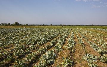 Узбекистан поможет казахским фермерам орошать земли