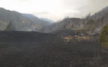 Пожар в Зааминских горах потушили спустя восемь часов