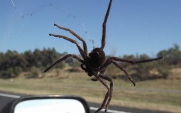 В Австралии огромный паук чуть не стал причиной аварии - видео