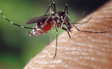 Черви под кожей: в Украине выявили три случая заболевания, передающегося через укусы комаров