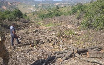В курортной зоне «Амирсай» срубили 700 деревьев