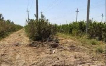 В Сурхандарье по поддельному решению хокимията срубили более 160 деревьев