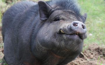 Впервые человеку пересадили почку свиньи — подробности