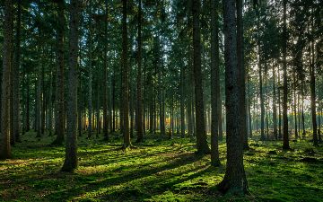 Саммит G20: на Земле высадят триллион деревьев