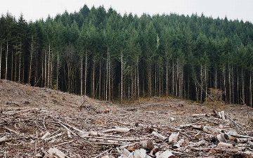 Климатический саммит в Глазго: более 100 стран договорились полностью прекратить вырубку лесов к 2030 году