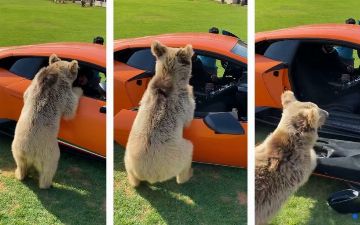 И мило, и больно: в ОАЭ медвежонок выломал дверь Lamborghini, чтобы украсть яблоко – видео