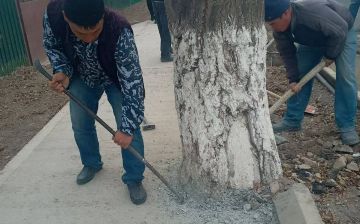 В Джизакской области деревья залили бетоном