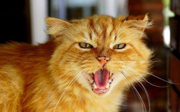Британские ученые уверяют, что у домашних кошек имеются признаки психопатии, но для нас они все равно милашки