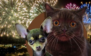 Ветеринар рассказала, как защитить домашних животных от стресса в Новый год
