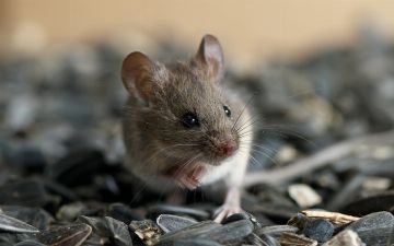 Биолог рассказала, почему нельзя остановить пандемию — во всем виноваты мыши