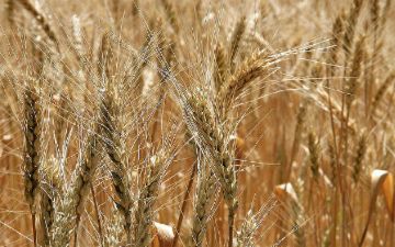 Узбекские ученые создали новый сорт пшеницы