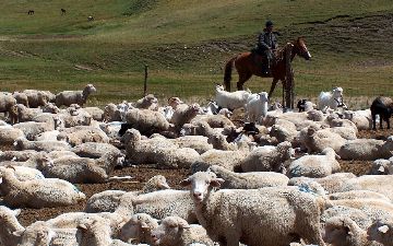 Узбекистан получит €100 млн на развитие животноводства