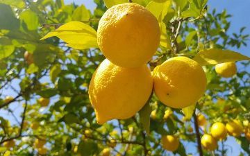 Лимонники получат субсидии, если откажутся от газа для отопления