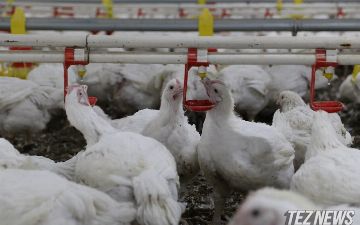 Узбекистан увеличил размер субсидии на производство мяса птицы