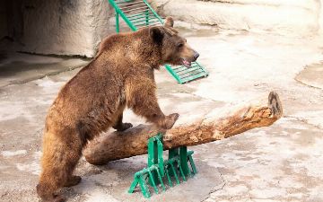В столичном зоопарке женщина бросила ребенка в вольер к медведю