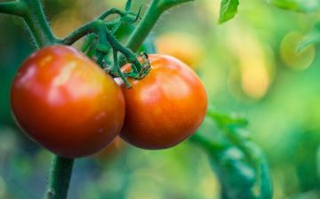 Нутрициолог: помидоры могут ввести человека в кому из-за ядовитого вещества в составе 