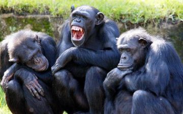 Ученые выяснили, шимпанзе настолько эмпатичны, что лечат раны друг друга