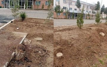 Сотрудники Каршинского государственного университета нарубили деревьев на 285 млн сумов